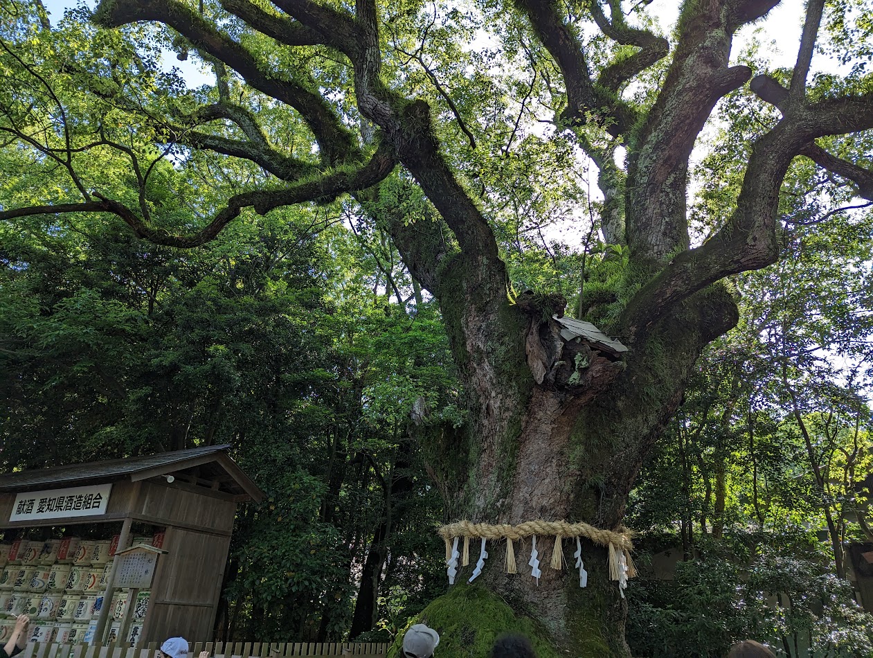 熱田神宮ご神木